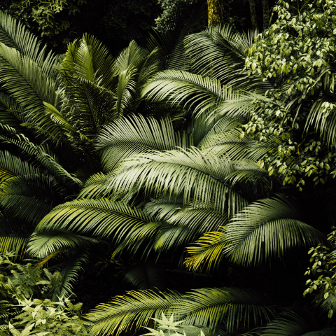 Image with focus on the rainforest bush