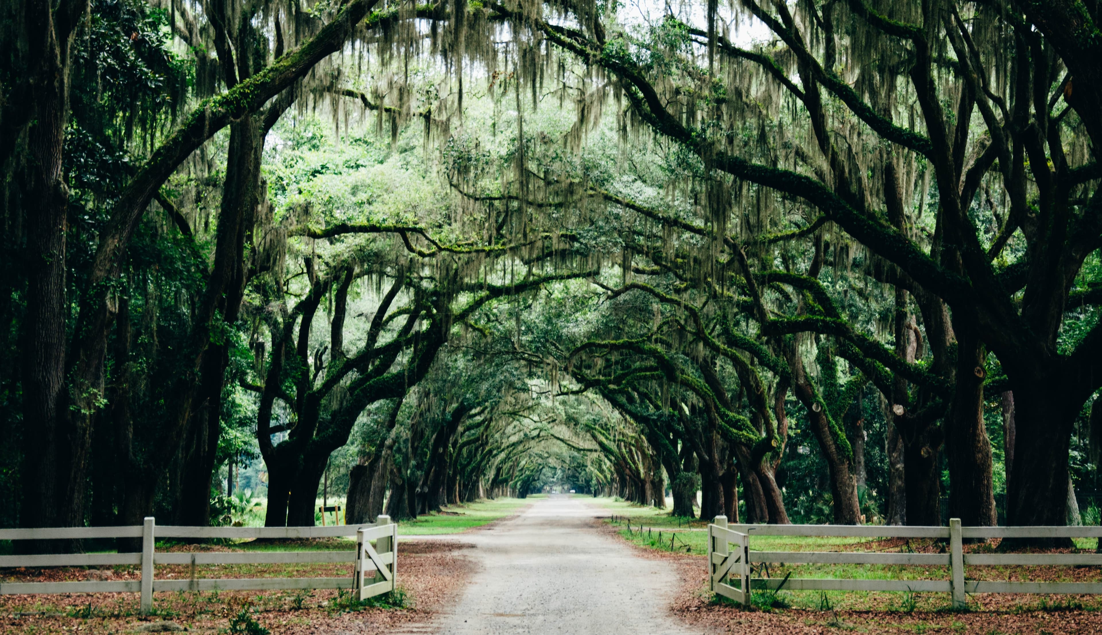Savannah